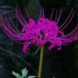Spider Lily Flowers  Purple Color 200 Seeds