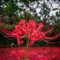 Spider Lily Flowers  Purple Color 200 Seeds