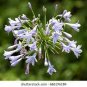 Spider Lily Flowers  Purple Color 200 Seeds
