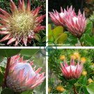Protea Cynaroides  Water Pink Flowers 4 Seeds