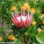 Protea Cynaroides  Water Pink Flowers 4 Seeds