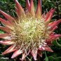 Protea Cynaroides  Water Pink Flowers 4 Seeds