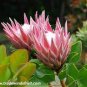 Protea Cynaroides Water Pink Flowers 4 Seeds