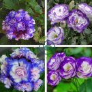 Geranium 60 seeds