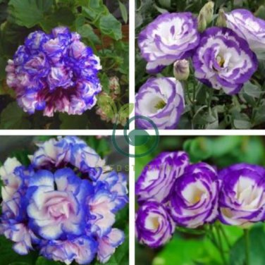 Geranium 60 seeds