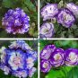 Geranium 60 seeds