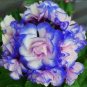 Geranium 60 seeds