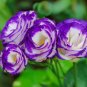 Geranium 60 seeds