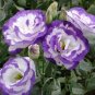 Geranium 60 seeds