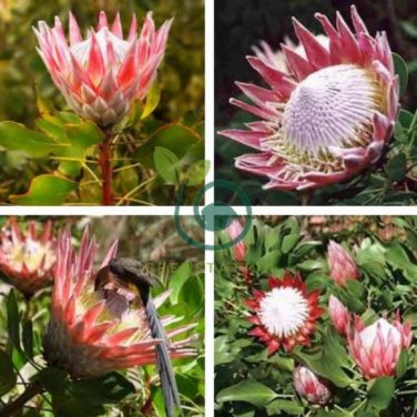 Protea Cynaroides 'Maddie' 4 Seeds