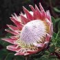 Protea Cynaroides 'Maddie' 4 Seeds