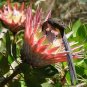 Protea Cynaroides 'Maddie' 4 Seeds