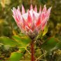 Protea Cynaroides 'Maddie' 4 Seeds