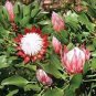 Protea Cynaroides 'Maddie' 4 Seeds