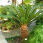 Sago Cycas 20 seeds