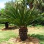 Sago Cycas 100 seeds