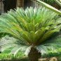 Sago Cycas 100 seeds