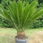 Sago Cycas 100 seeds