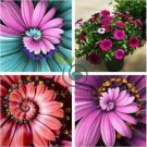 Spiral Daisy 60 seeds