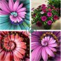 Spiral Daisy 60 seeds