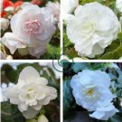 Begonia 200 seeds