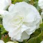 Begonia 200 seeds
