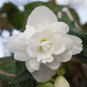 Begonia 200 seeds