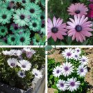Gerbera Daisy 200 seeds