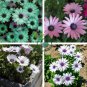 Gerbera Daisy 200 seeds
