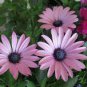 Gerbera Daisy 200 seeds