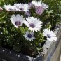 Gerbera Daisy 200 seeds