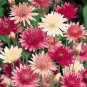 Xeranthemum Annuum Flower 60 Seeds