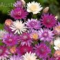 Xeranthemum Annuum Flower 60 Seeds