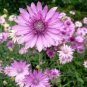 Xeranthemum Annuum Flower 60 Seeds