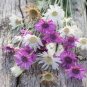 Xeranthemum Annuum Flower 60 Seeds