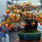 Dwarf Persimmon Seeds Bonsai Mini Fruits 40 seeds