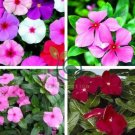 Beautiful Periwinkle Flowers 40 Seeds