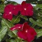 Beautiful Periwinkle Flowers 40 Seeds
