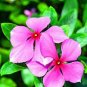 Beautiful Periwinkle Flowers 40 Seeds