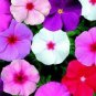 Beautiful Periwinkle Flowers 40 Seeds