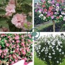 Beautiful Dwarf Sharon Flowers 100 Seeds