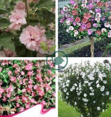 Beautiful Dwarf Sharon Flowers 100 Seeds