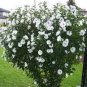 Beautiful Dwarf Sharon Flowers 100 Seeds