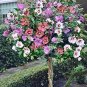 Beautiful Dwarf Sharon Flowers 100 Seeds