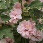 Beautiful Dwarf Sharon Flowers 100 Seeds