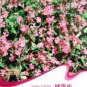 Beautiful Dwarf Sharon Flowers 100 Seeds