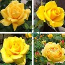 Natural Golden Rose Flower 100 seeds