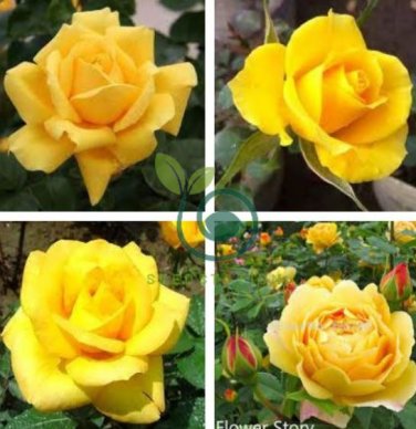 Natural Golden Rose Flower 100 seeds