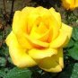 Natural Golden Rose Flower 100 seeds