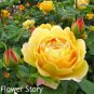 Natural Golden Rose Flower 100 seeds